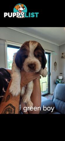 English springer spaniel pups