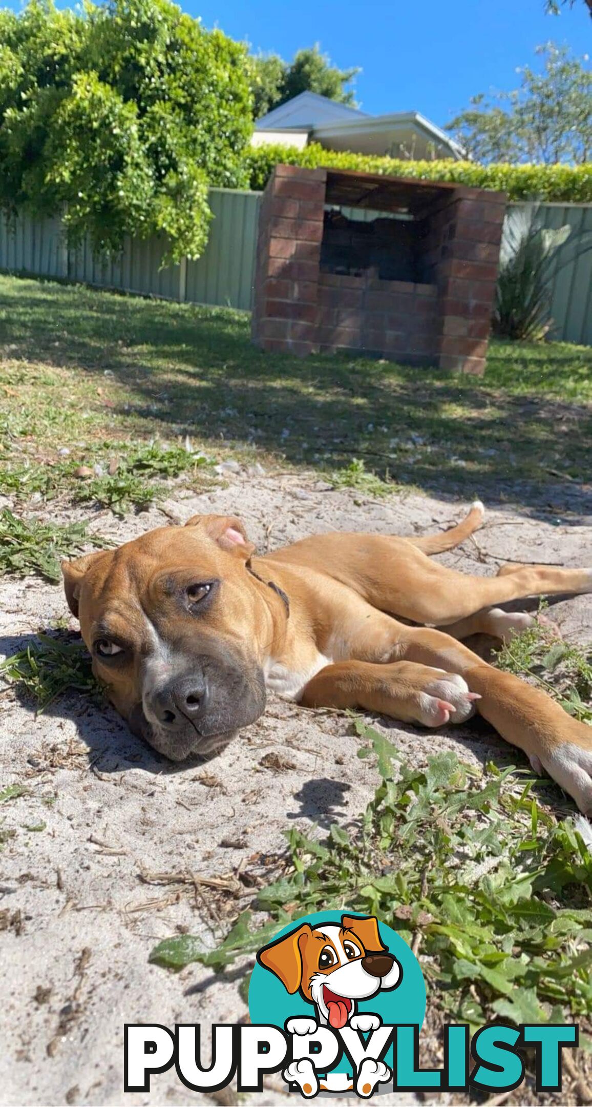 Beautifu Mastiff Bowie is the Sweetest Boy