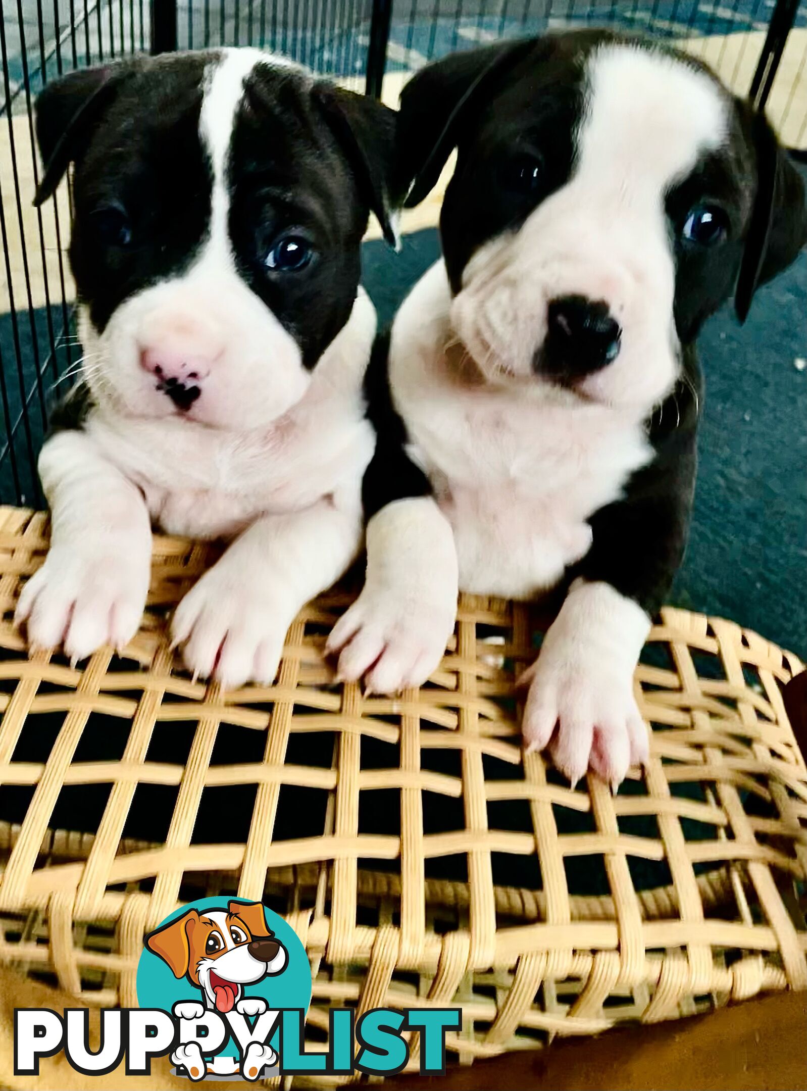 American Staffy puppies