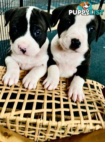 American Staffy puppies