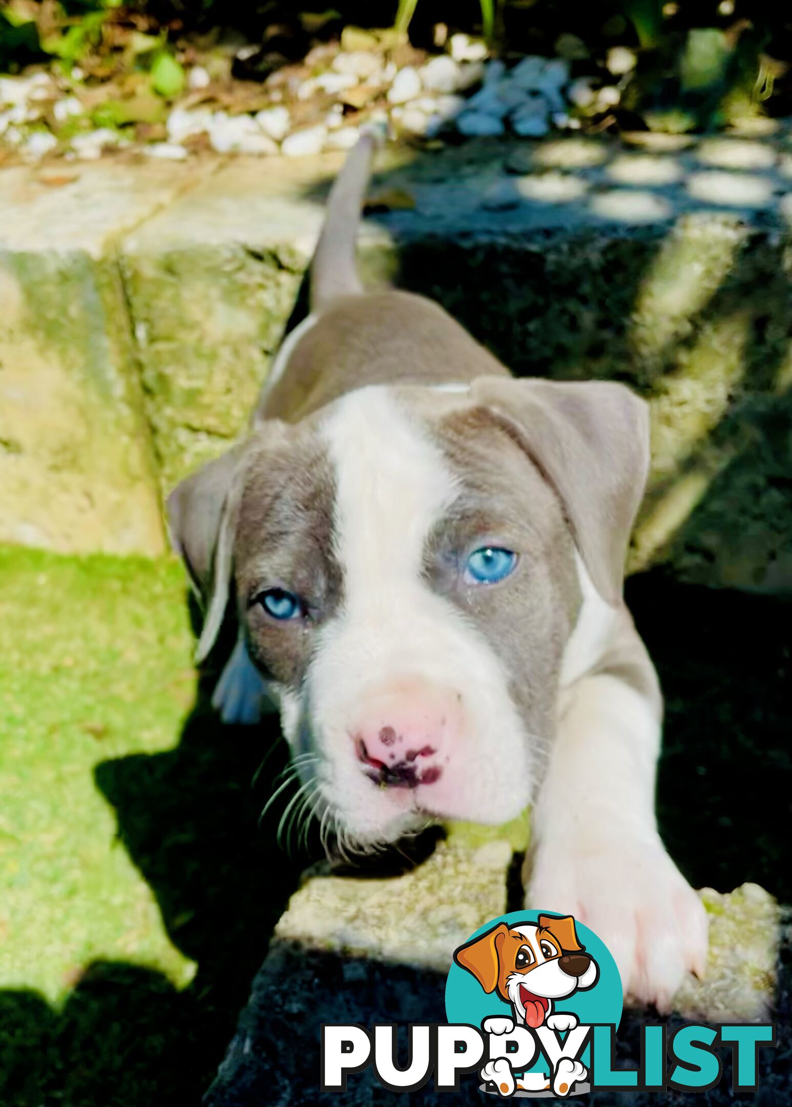 American Staffy puppies