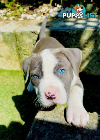 American Staffy puppies