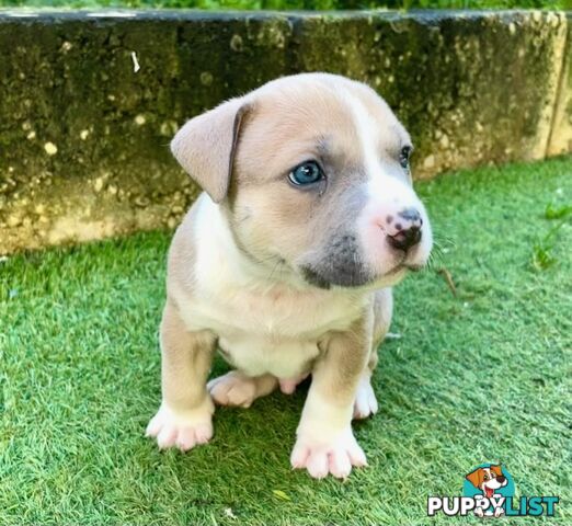 American Staffy puppies