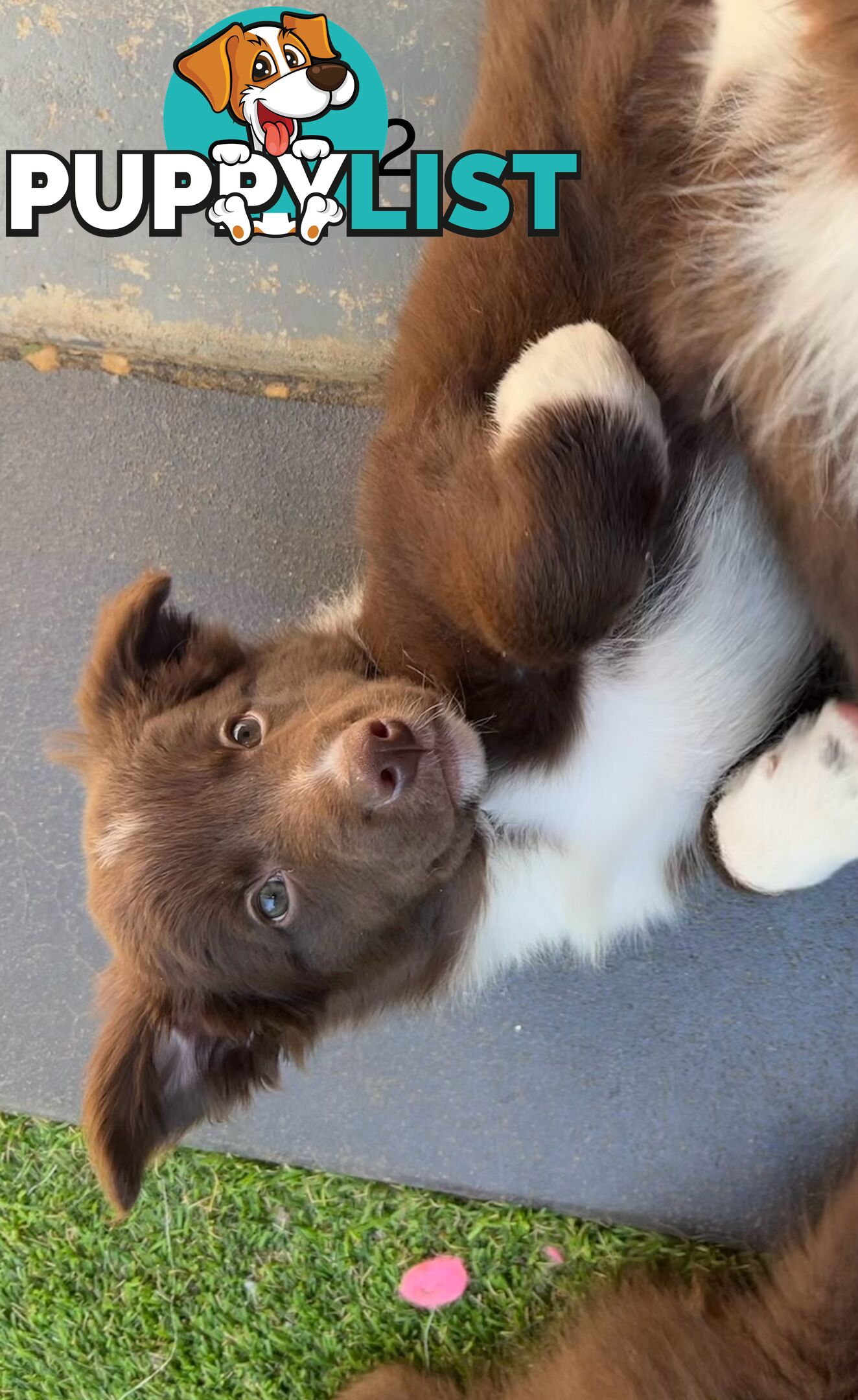 Chocolate Border Collie Puppies