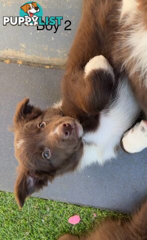 Chocolate Border Collie Puppies