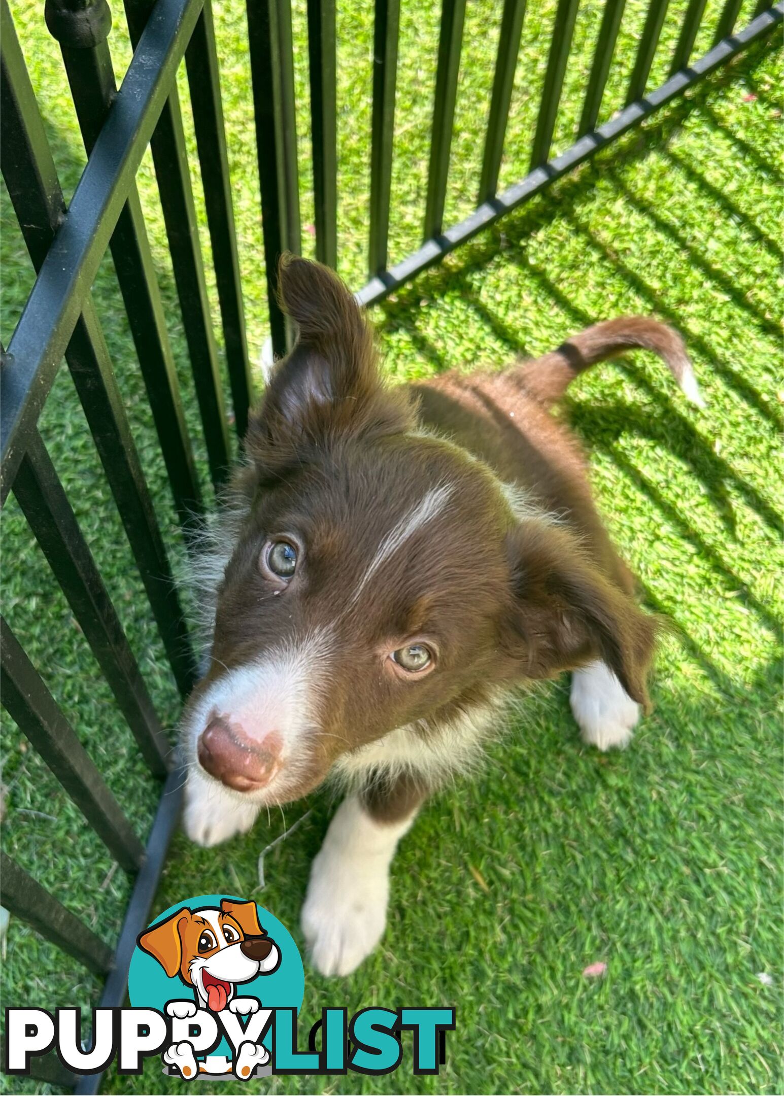 Chocolate Border Collie Puppies