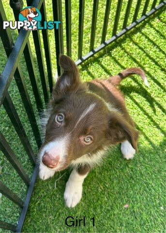 Chocolate Border Collie Puppies