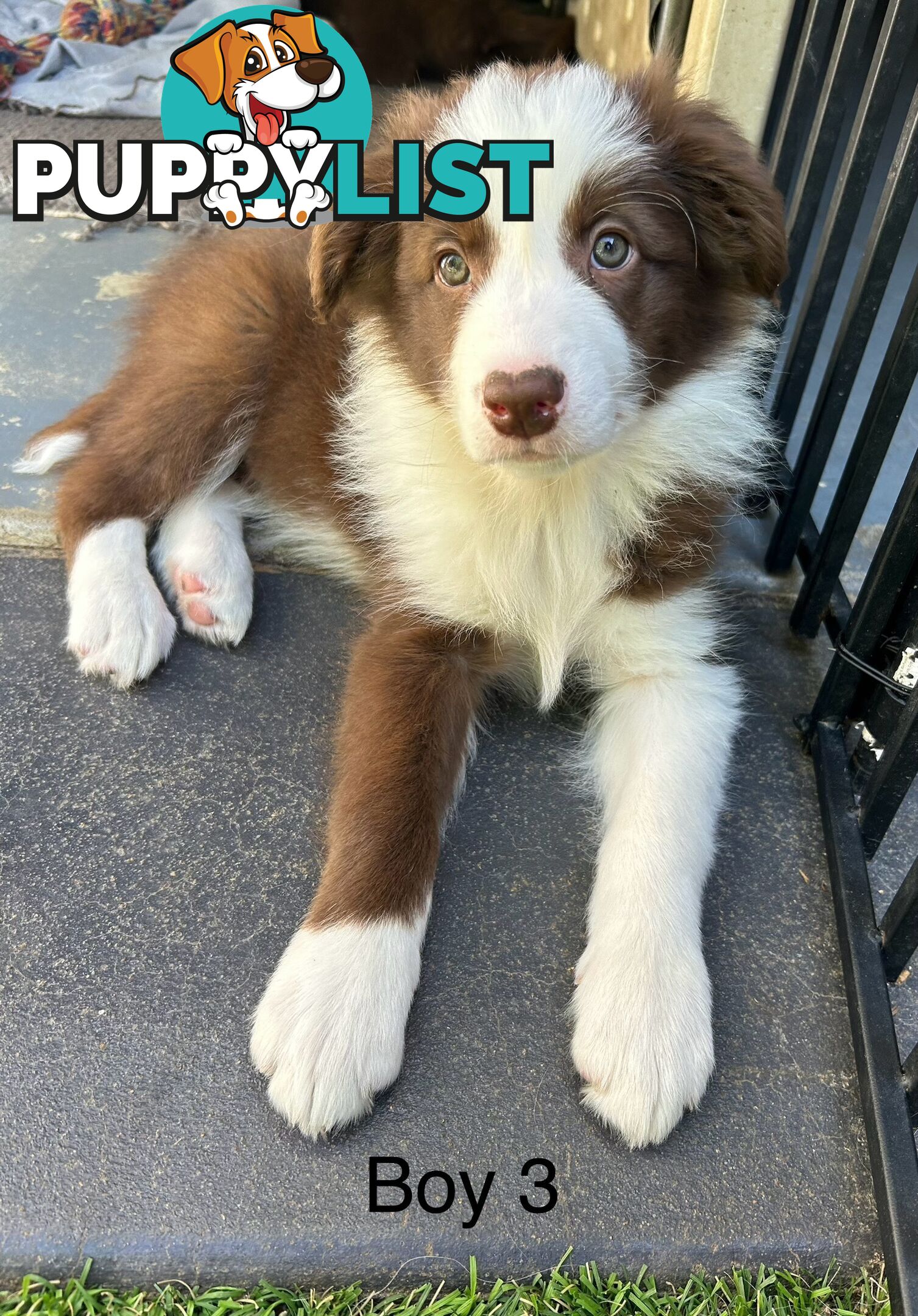 Chocolate Border Collie Puppies