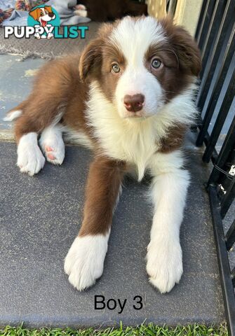 Chocolate Border Collie Puppies