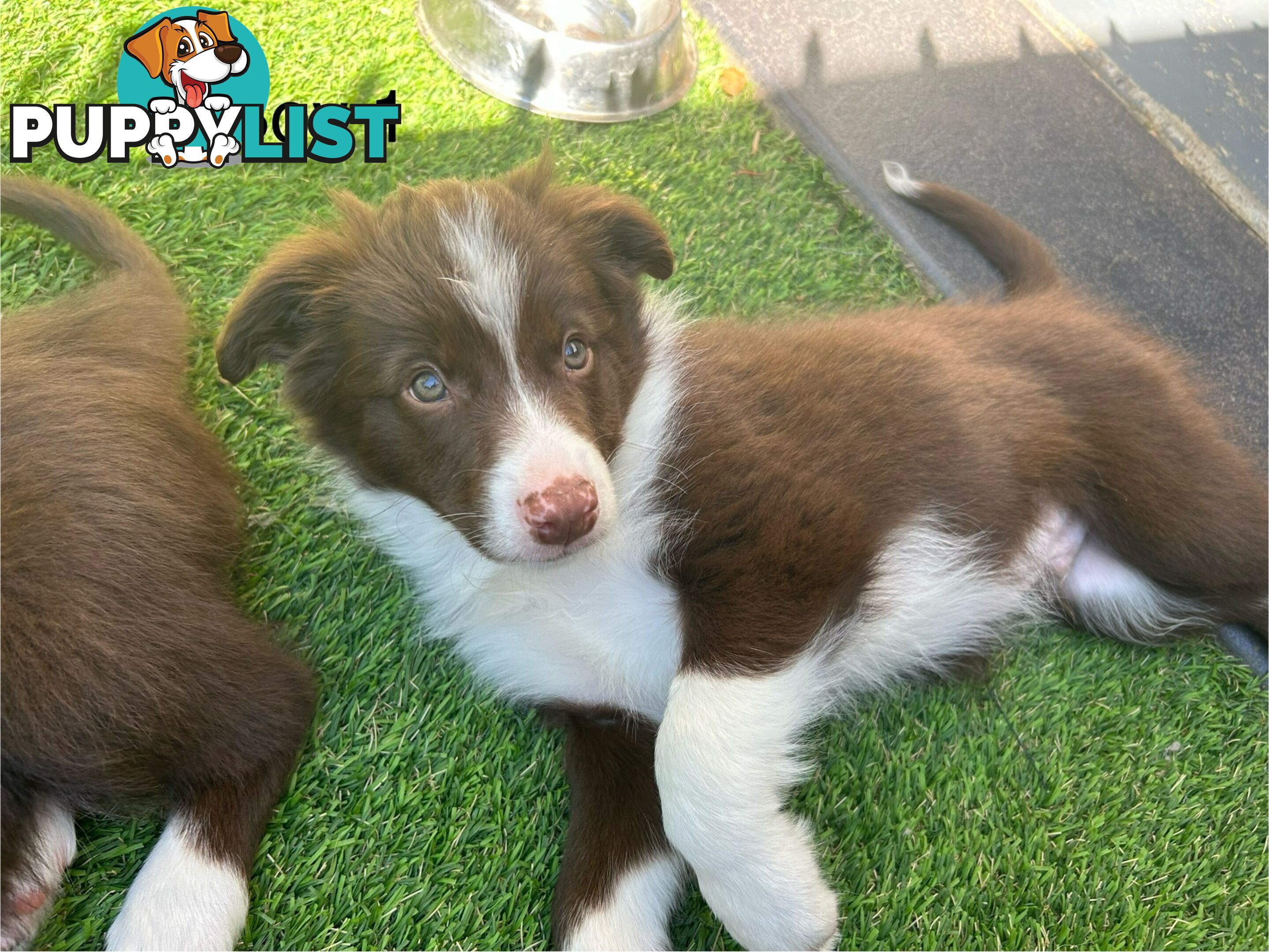 Chocolate Border Collie Puppies