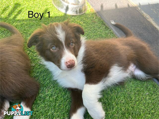 Chocolate Border Collie Puppies