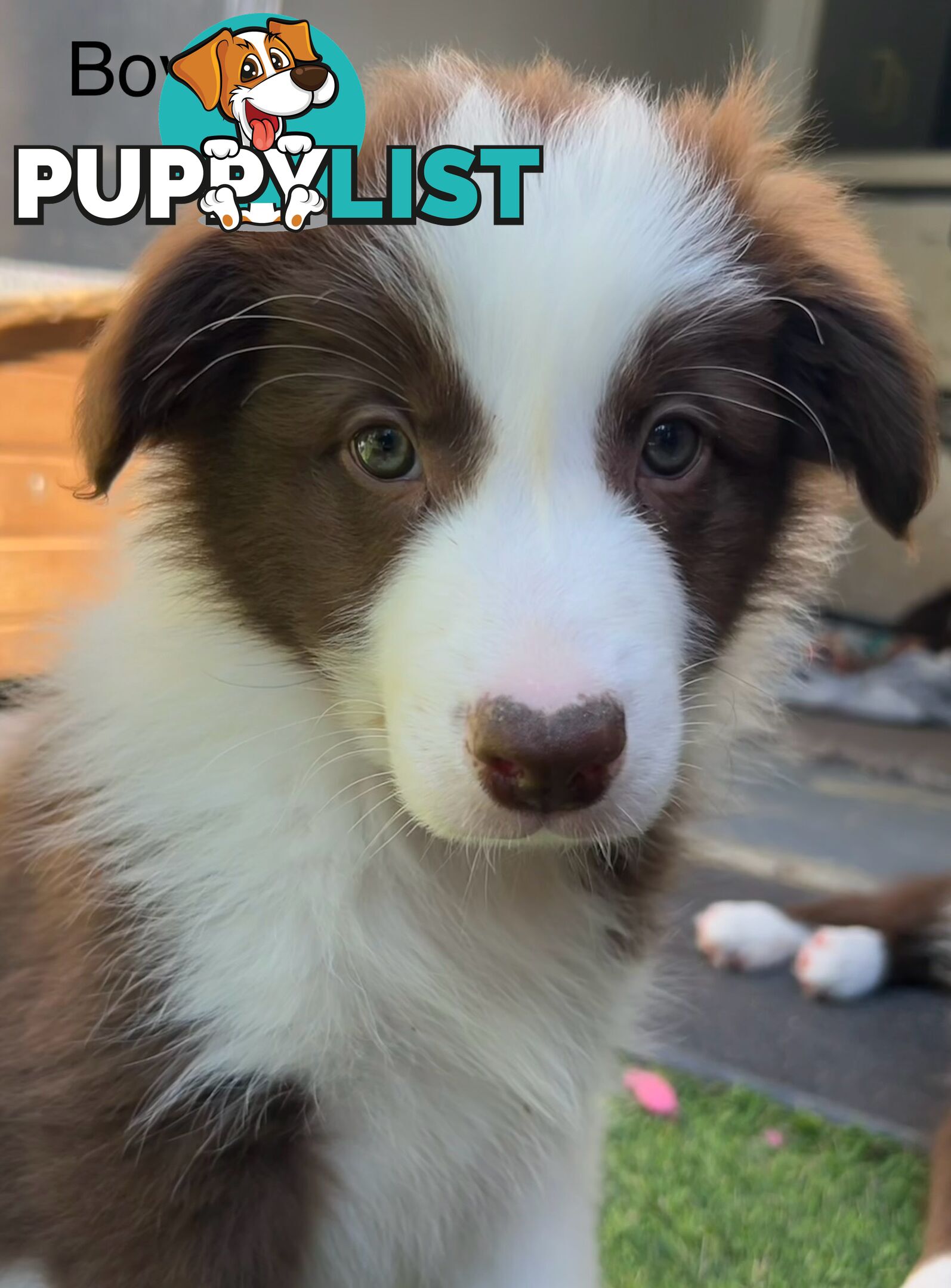 Chocolate Border Collie Puppies