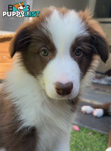 Chocolate Border Collie Puppies