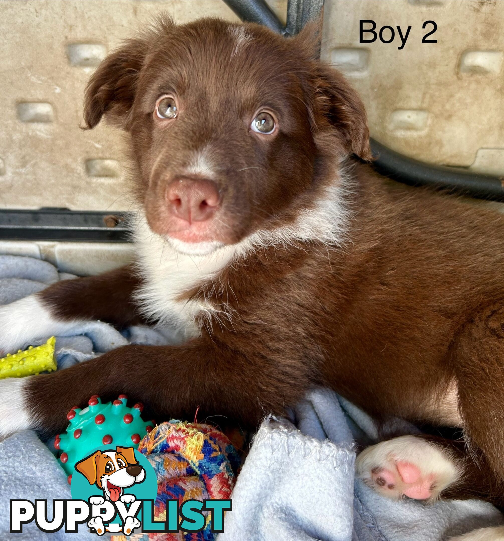 Chocolate Border Collie Puppies