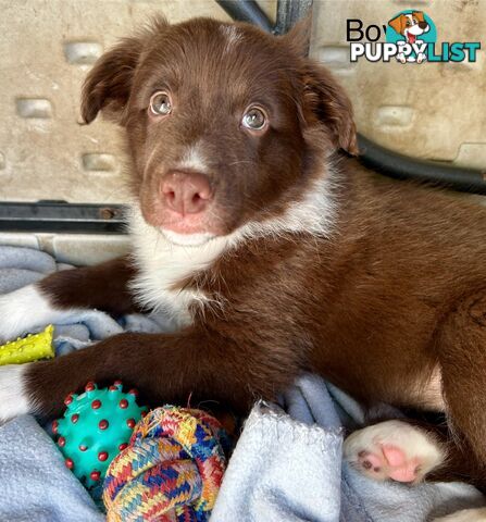 Chocolate Border Collie Puppies