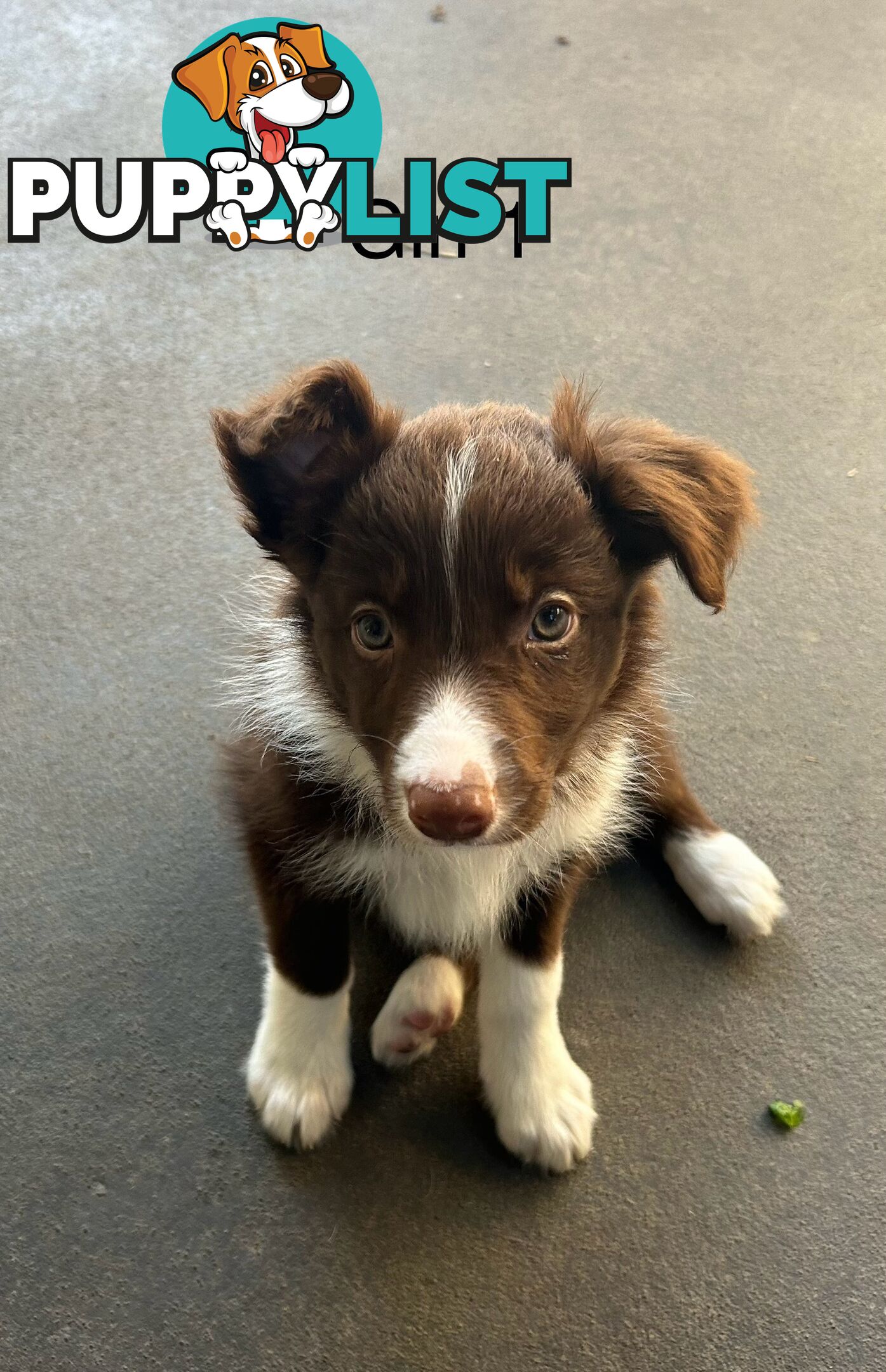 Chocolate Border Collie Puppies