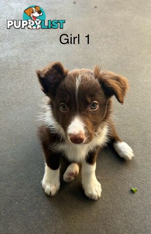 Chocolate Border Collie Puppies