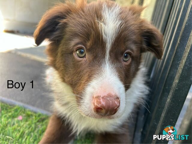 Chocolate Border Collie Puppies