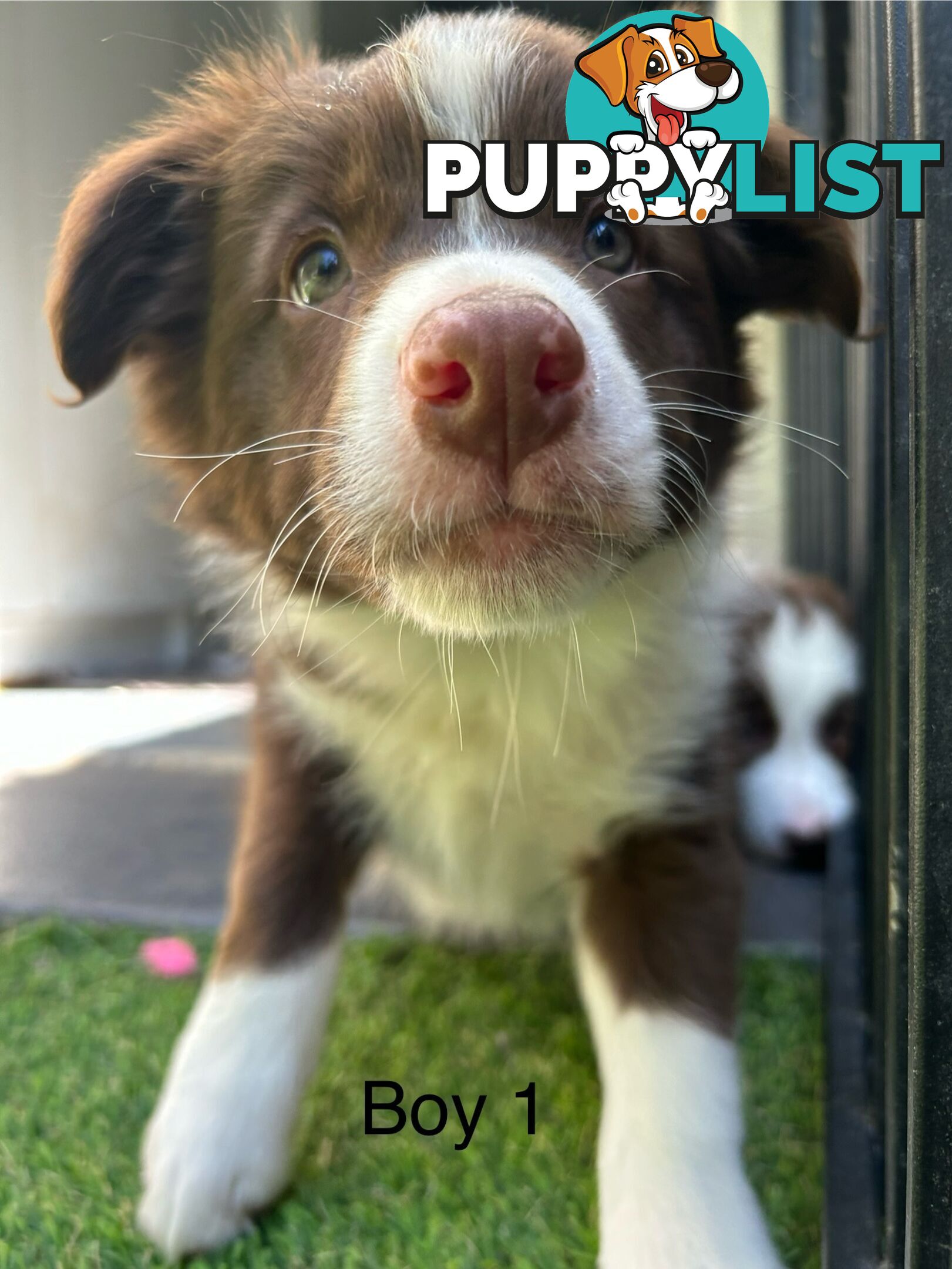 Chocolate Border Collie Puppies