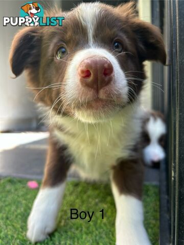 Chocolate Border Collie Puppies