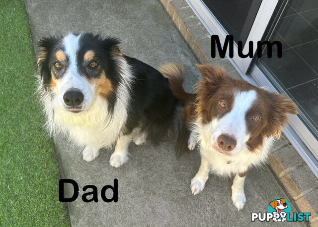 Chocolate Border Collie Puppies