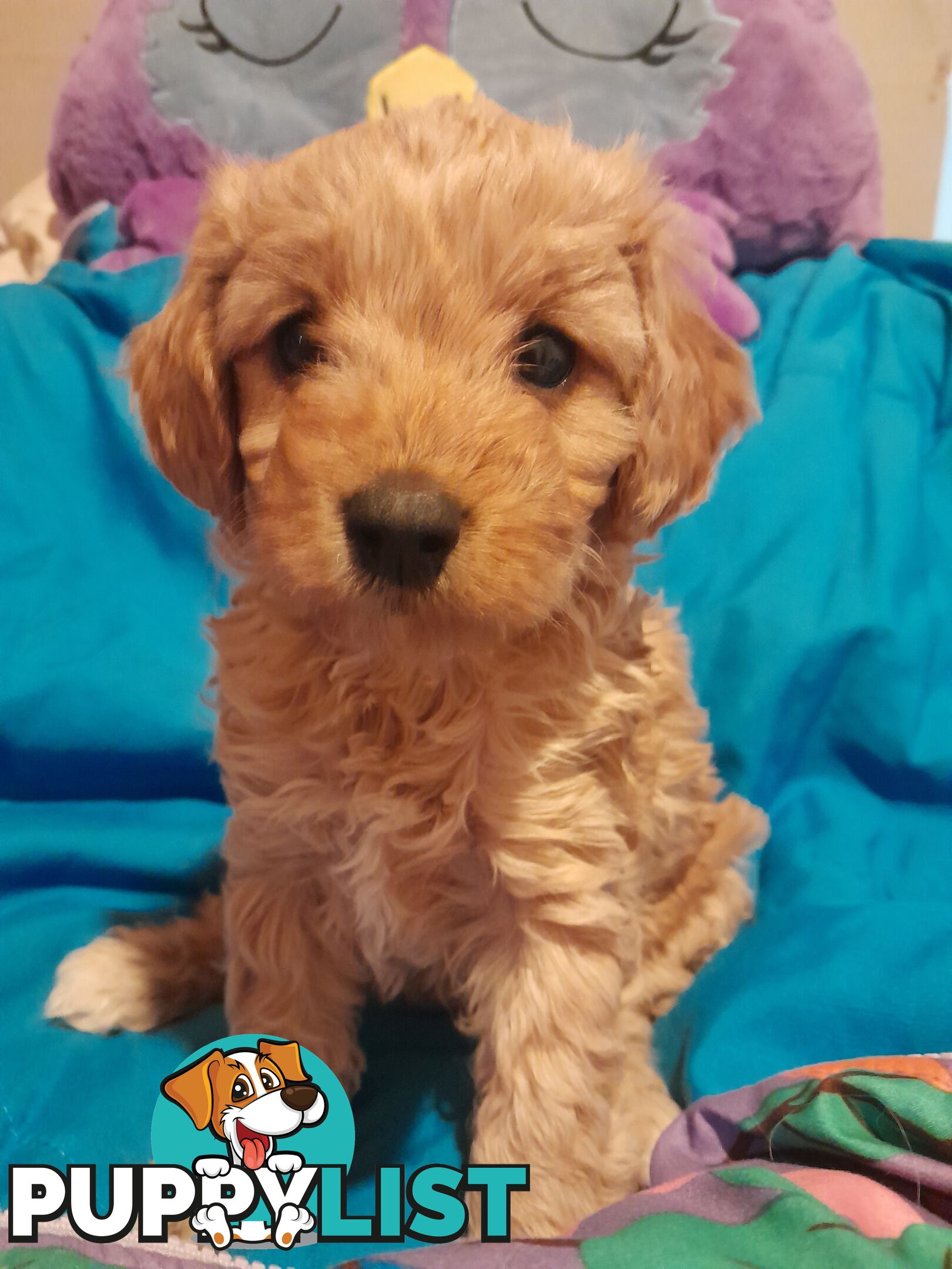 Quality dna clear cavoodle pups