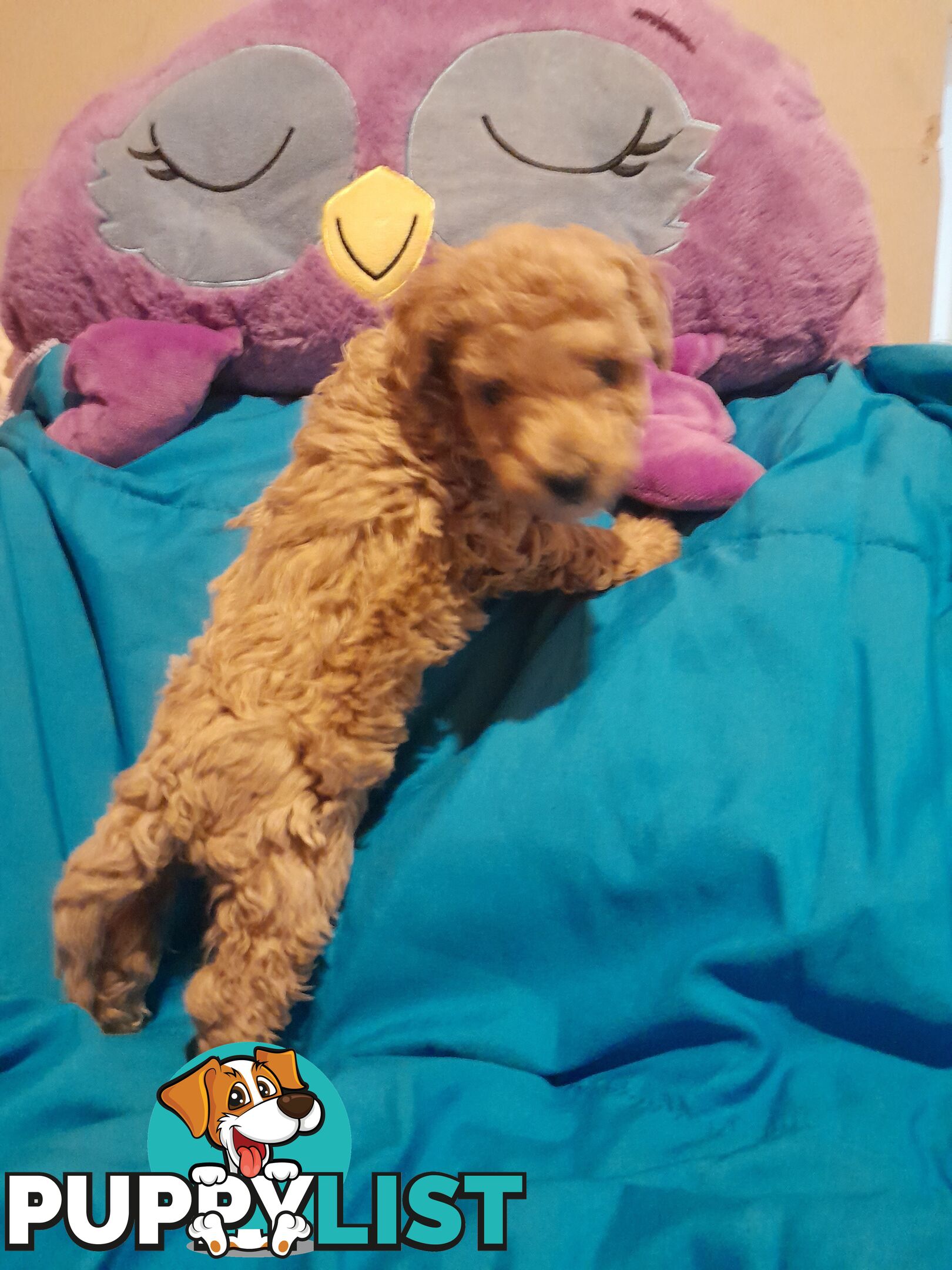 Quality dna clear cavoodle pups