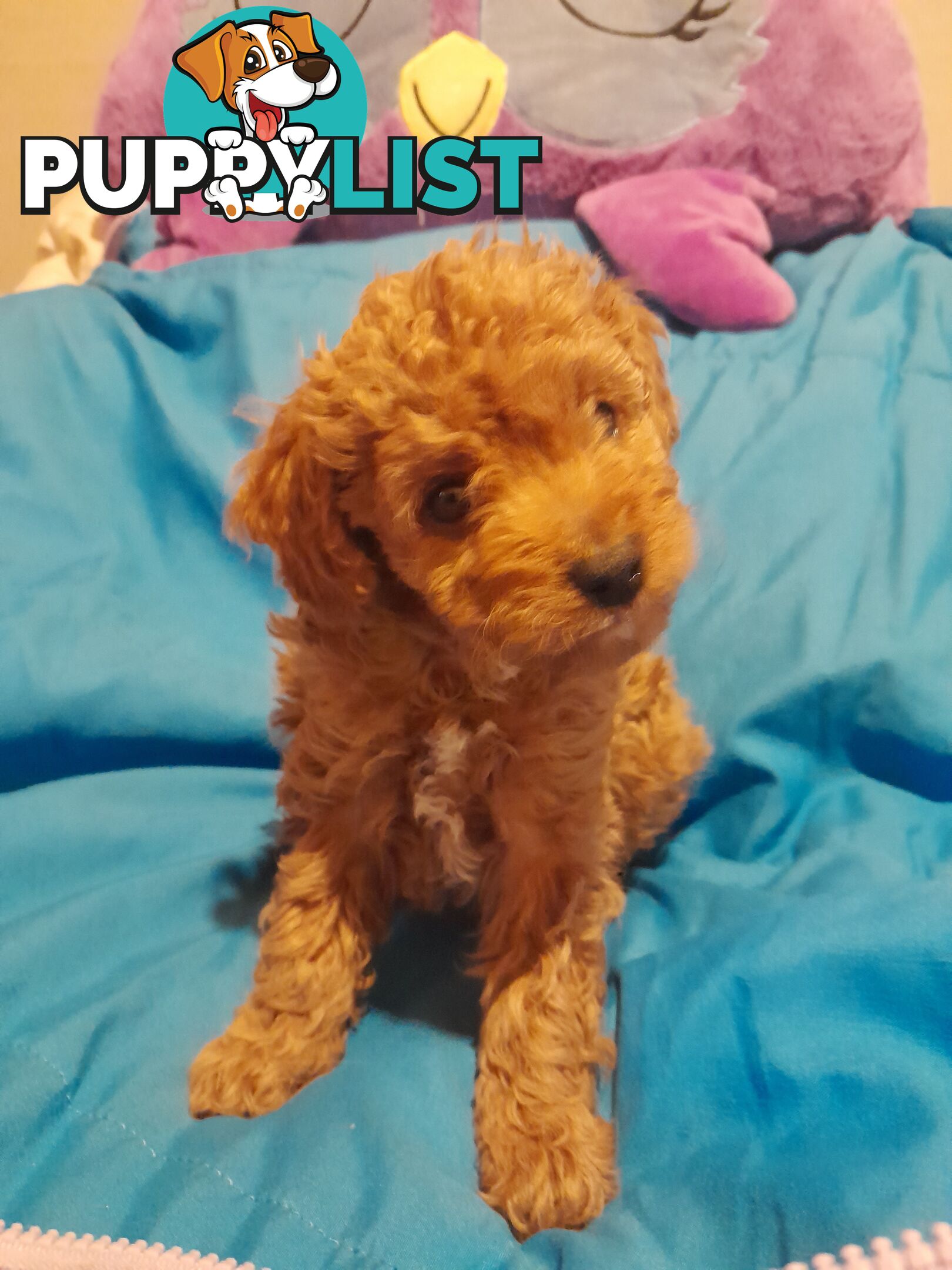 Quality dna clear cavoodle pups