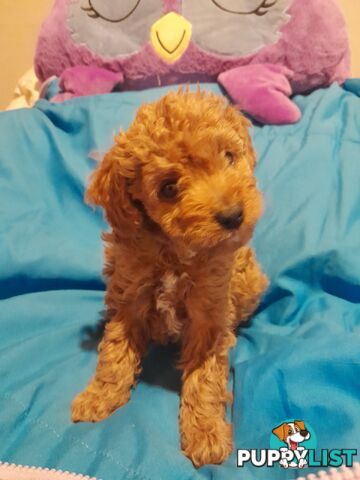 Quality dna clear cavoodle pups