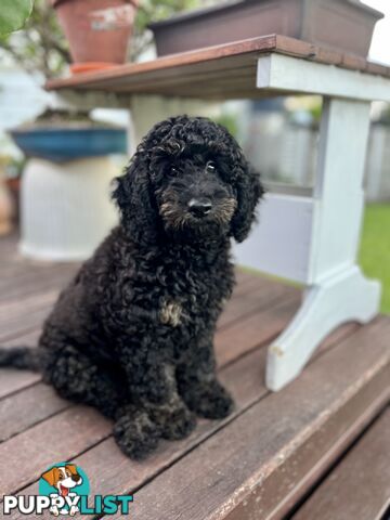 Gorgeous Spoodle Pup