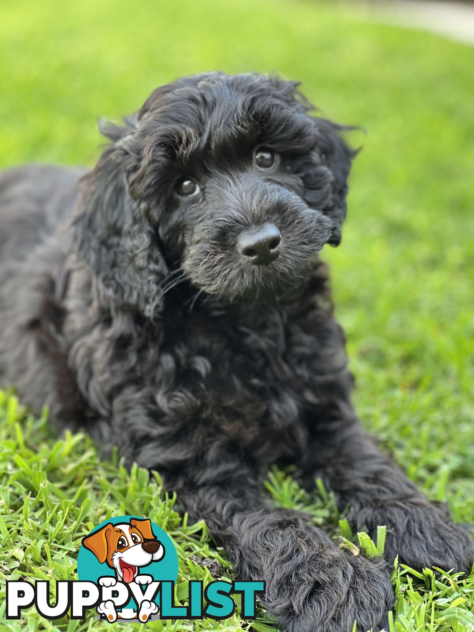 Gorgeous Spoodle Puppies