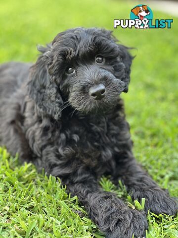 Gorgeous Spoodle Puppies