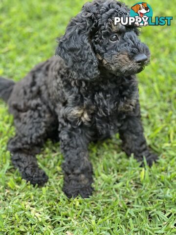 Gorgeous Spoodle Puppies