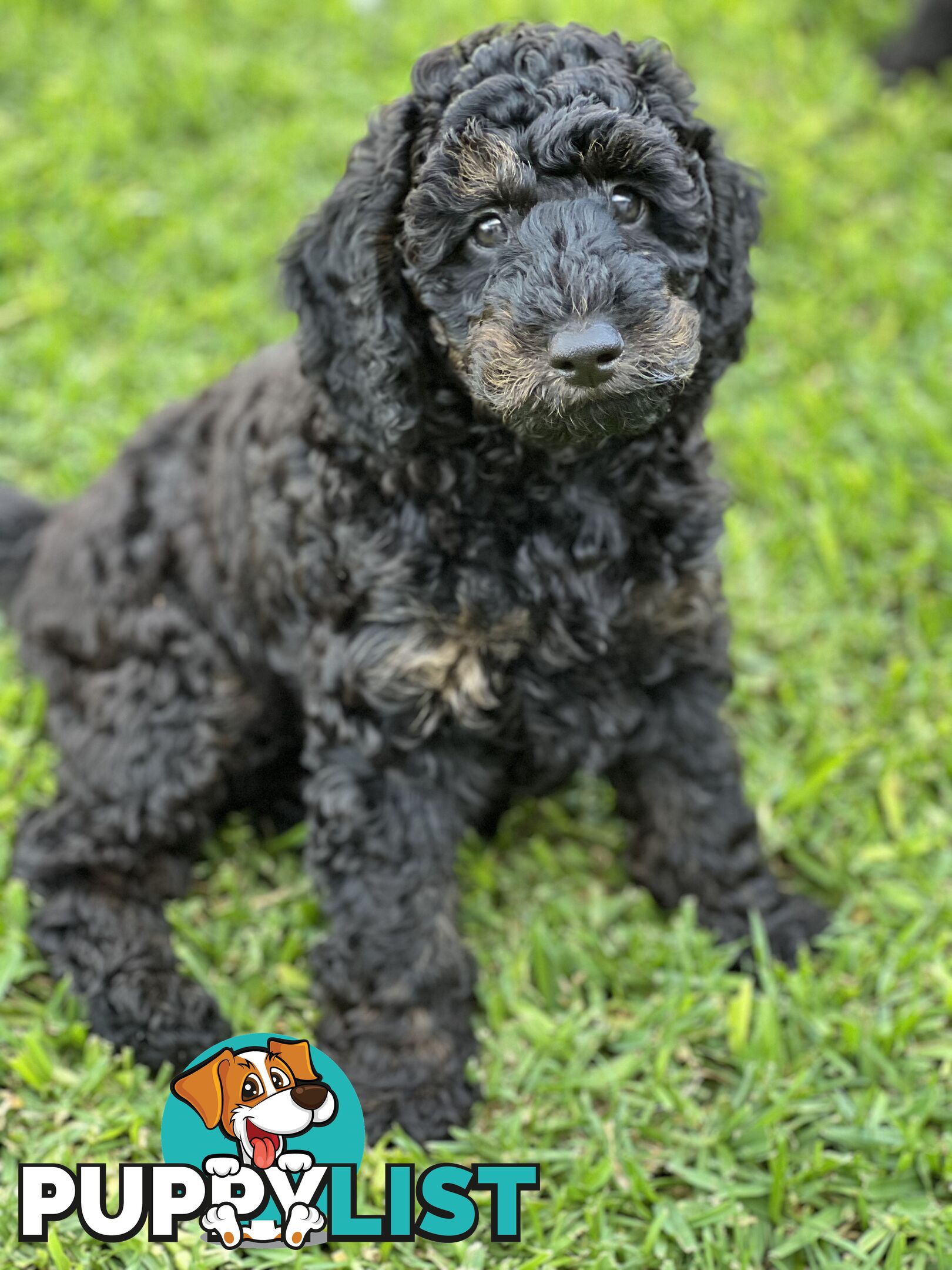 Gorgeous Spoodle Puppies