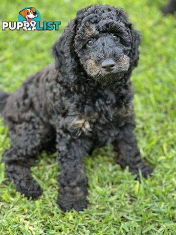 Gorgeous Spoodle Puppies