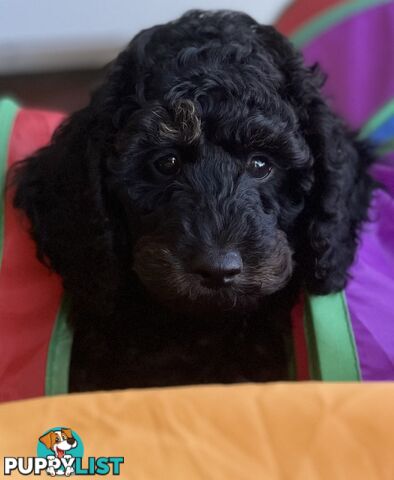 Gorgeous Spoodle Puppies