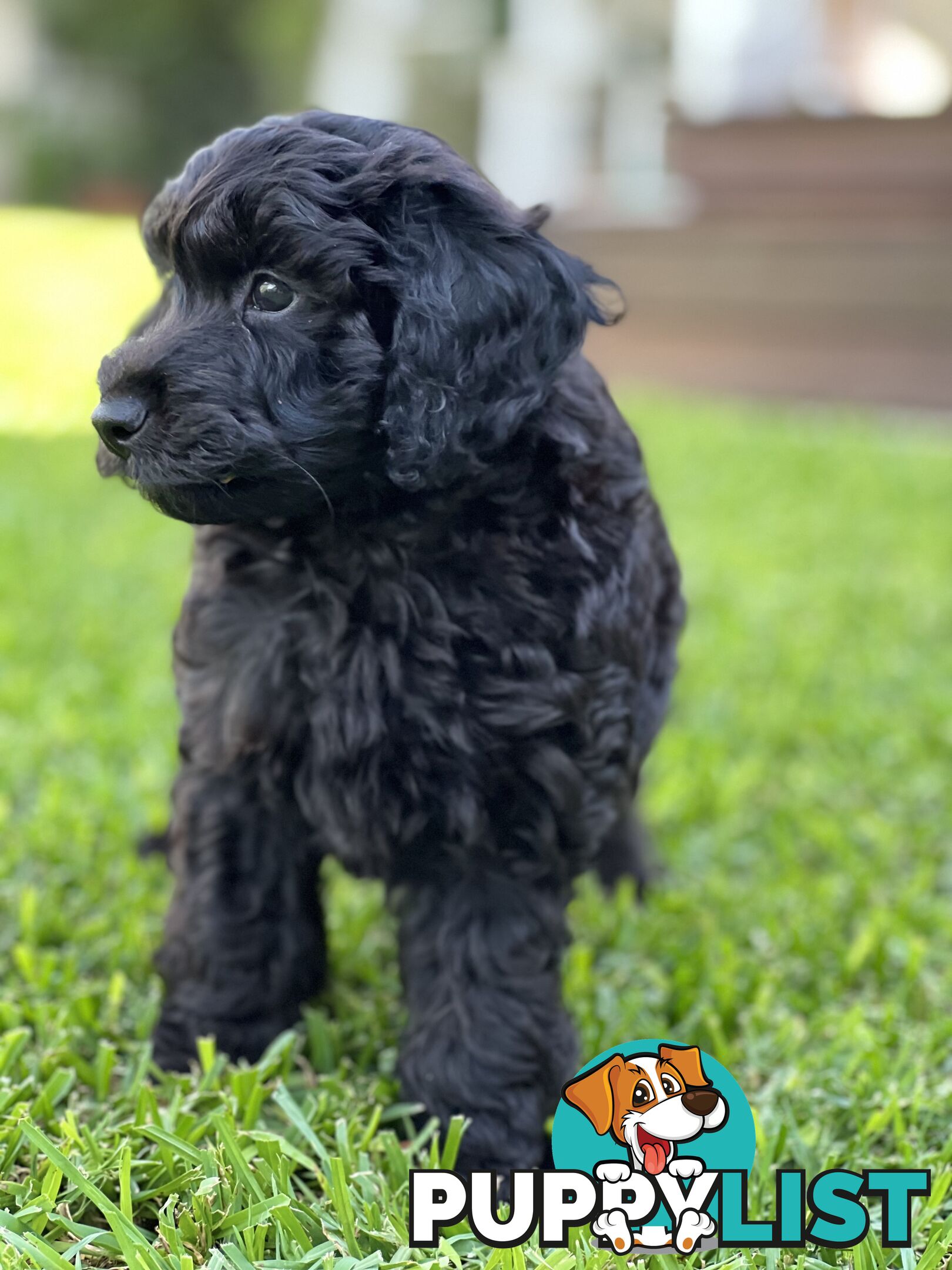 Gorgeous Spoodle Puppies