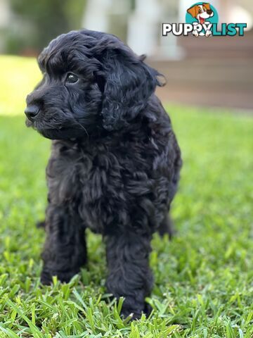 Gorgeous Spoodle Puppies