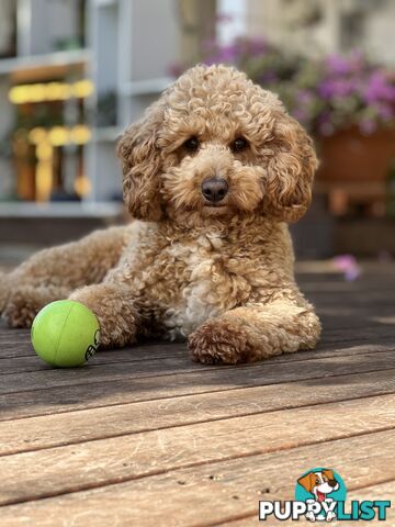 Gorgeous Spoodle Puppies