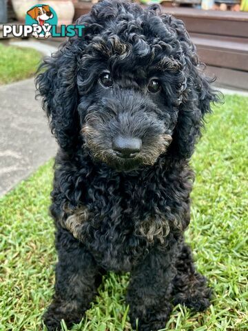 Gorgeous Spoodle Pup