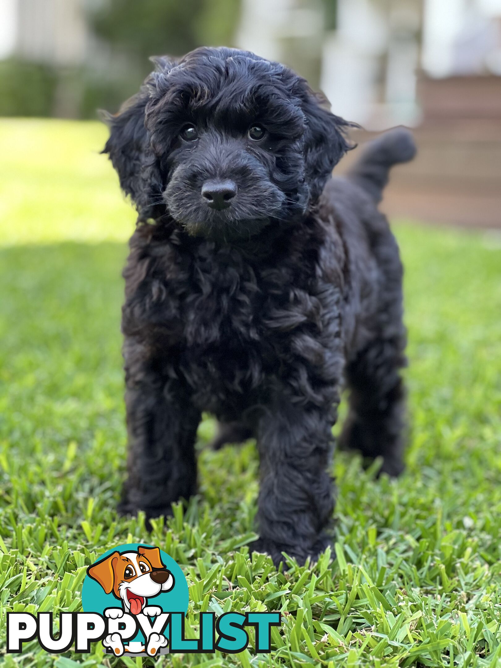 Gorgeous Spoodle Puppies