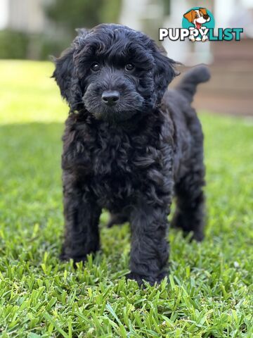 Gorgeous Spoodle Puppies