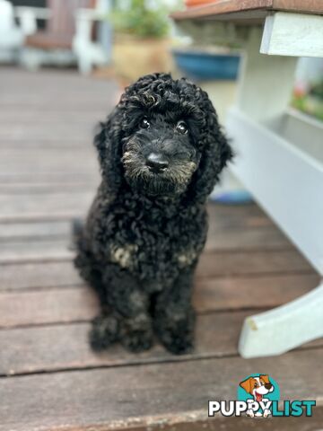 Gorgeous Spoodle Pup