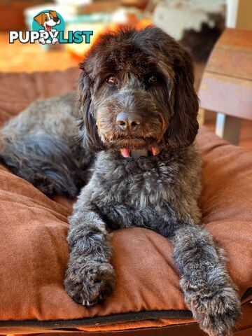 Gorgeous Spoodle Puppies