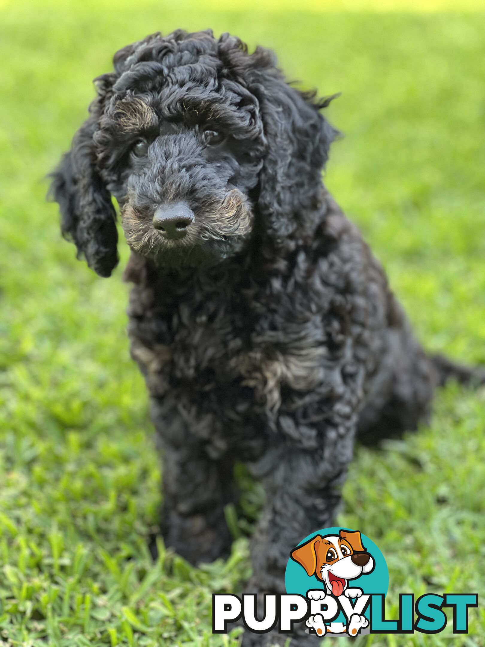 Gorgeous Spoodle Puppies