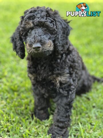 Gorgeous Spoodle Puppies