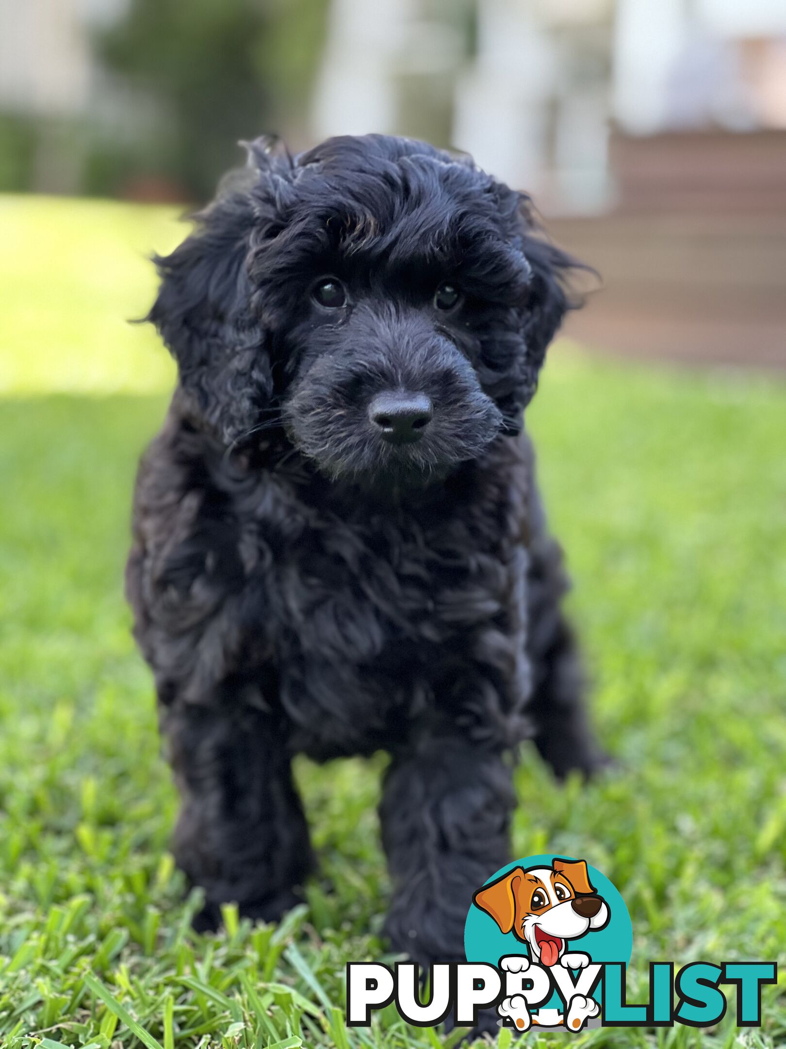 Gorgeous Spoodle Puppies