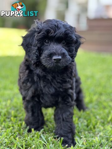 Gorgeous Spoodle Puppies