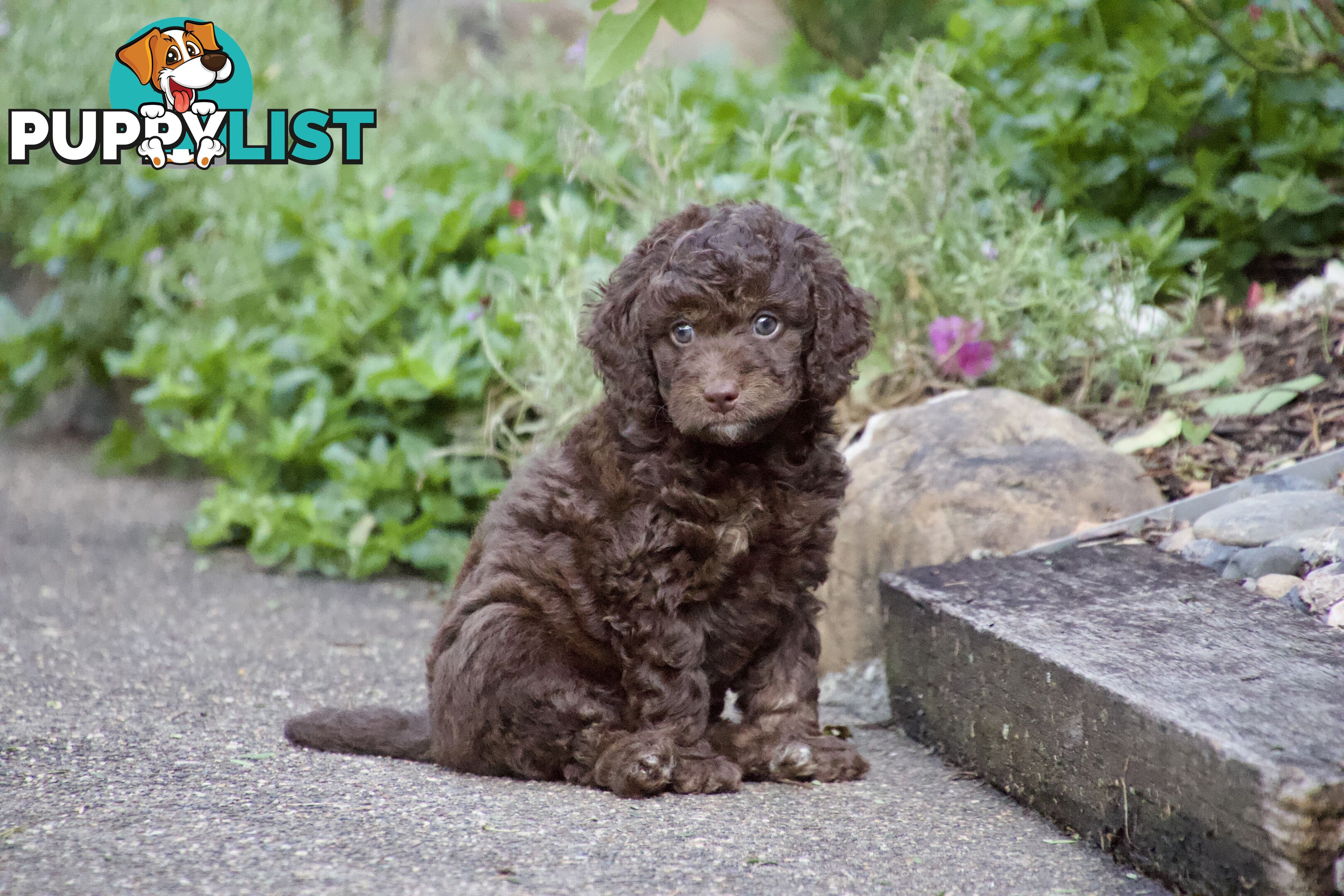 Gorgeous Spoodle Puppies