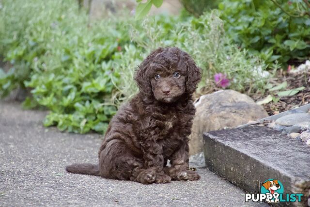 Gorgeous Spoodle Puppies